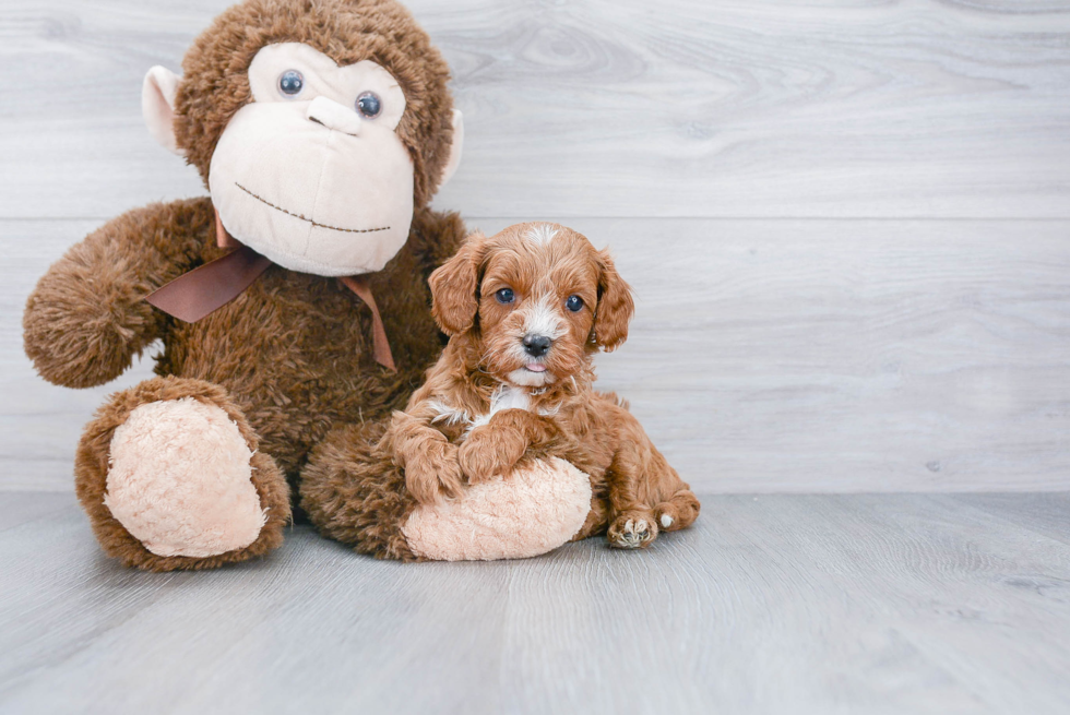 Cavapoo Pup Being Cute