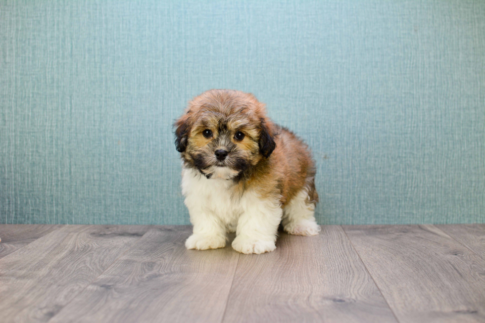 Popular Havanese Purebred Pup