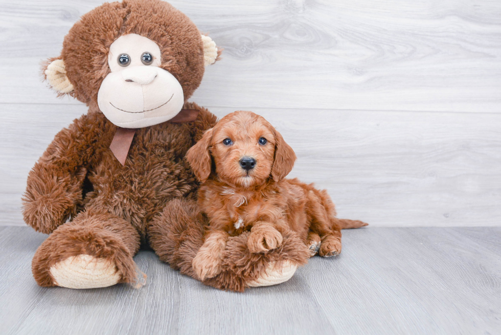 Mini Goldendoodle Pup Being Cute