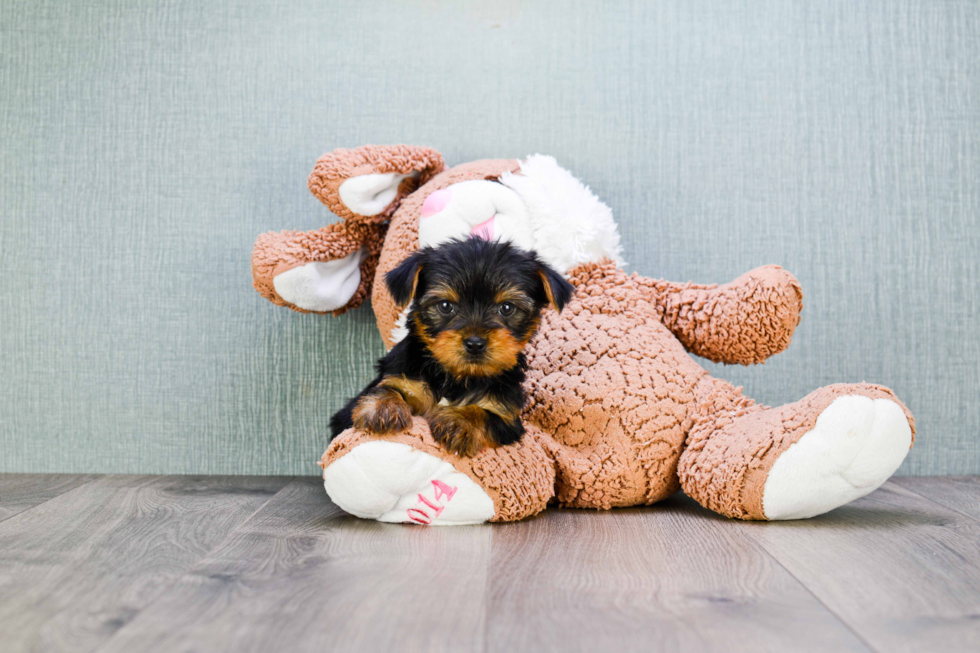 Meet Izzie - our Yorkshire Terrier Puppy Photo 