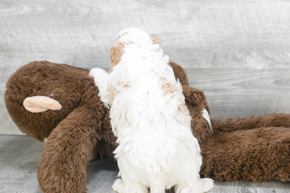 Cavachon Pup Being Cute