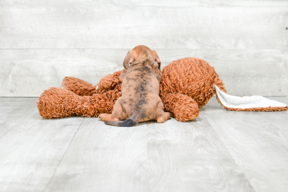 Dachshund Pup Being Cute