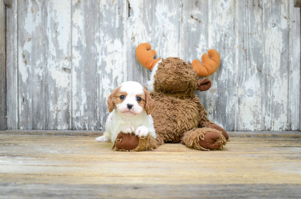 Happy Cavalier King Charles Spaniel Purebred Puppy