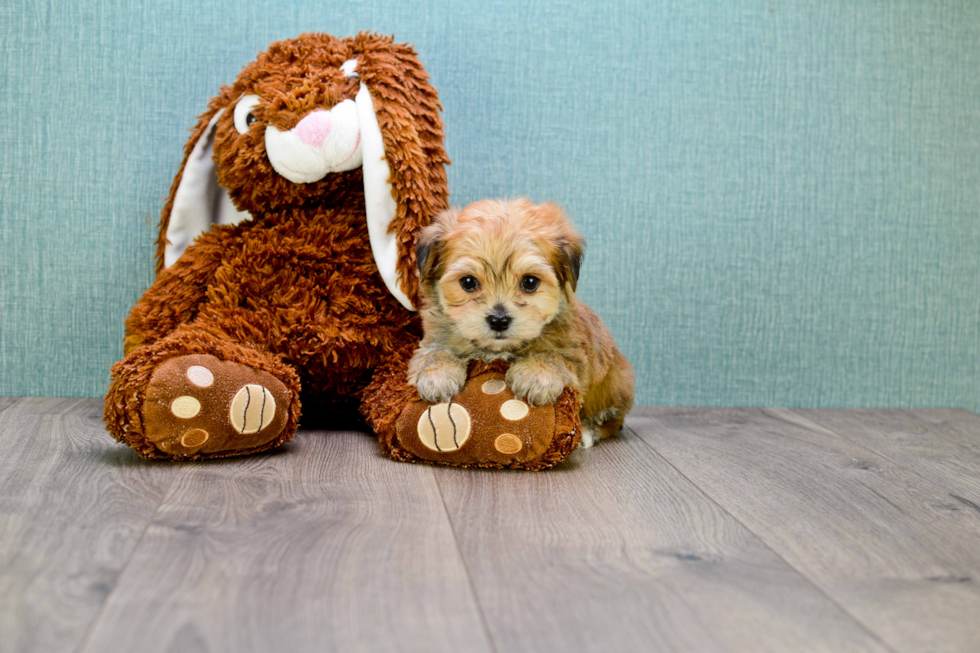 Fluffy Morkie Designer Pup