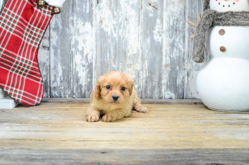 Best Cavapoo Baby