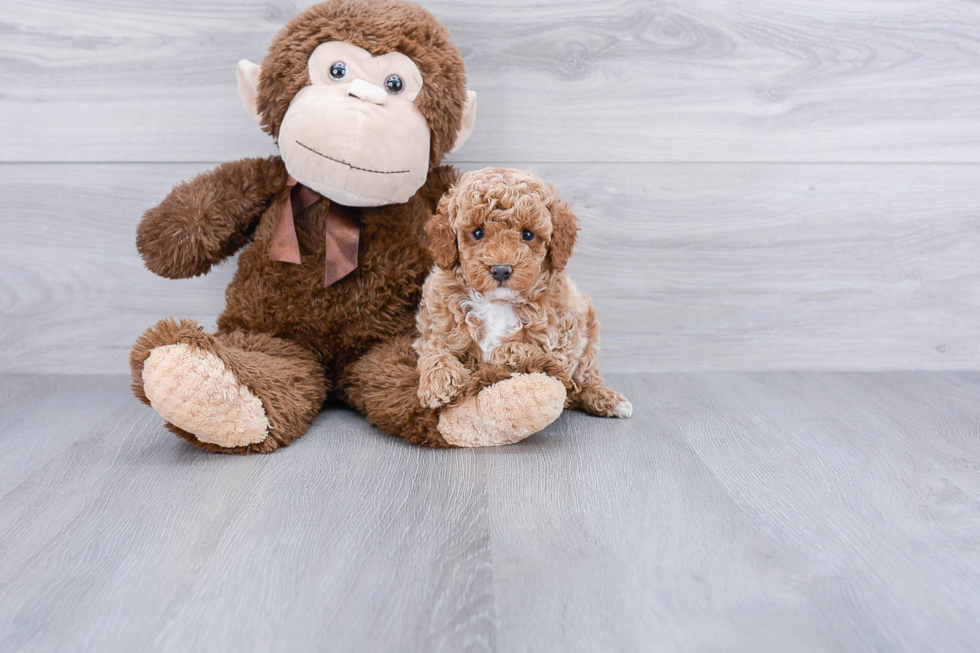 Playful Poodle Purebred Pup