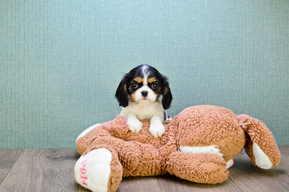 Cavalier King Charles Spaniel Puppy for Adoption