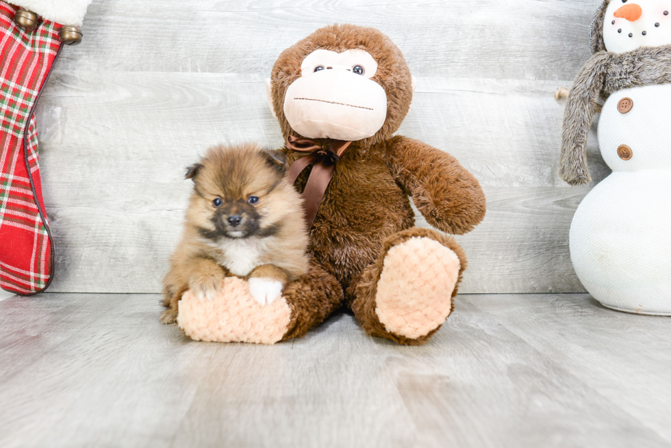 Friendly Pomeranian Baby