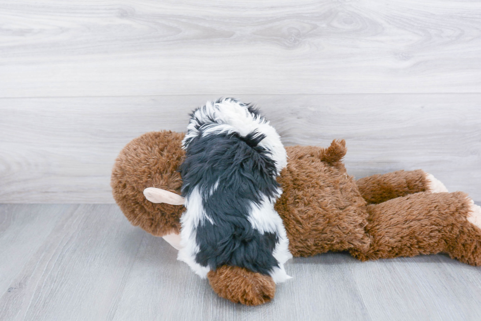 Energetic Havanese Purebred Puppy