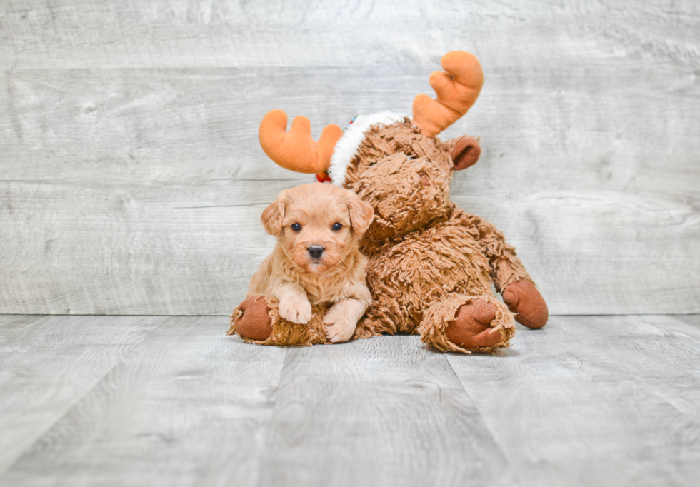 Cute Cavapoo Baby