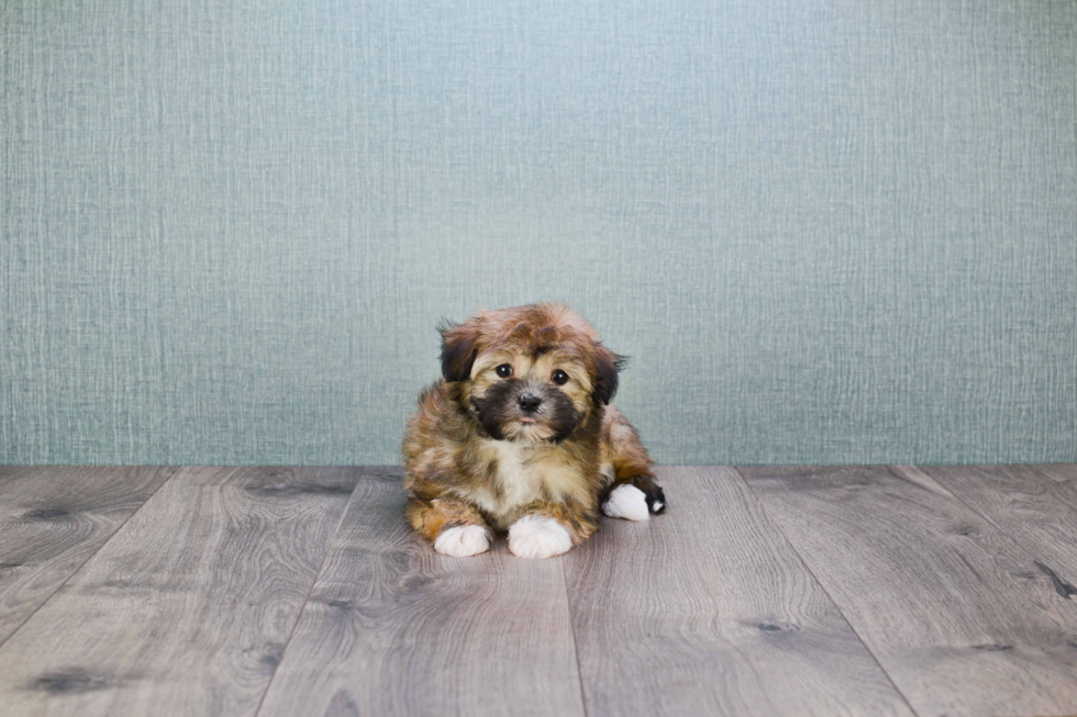 Akc Registered Havanese Baby