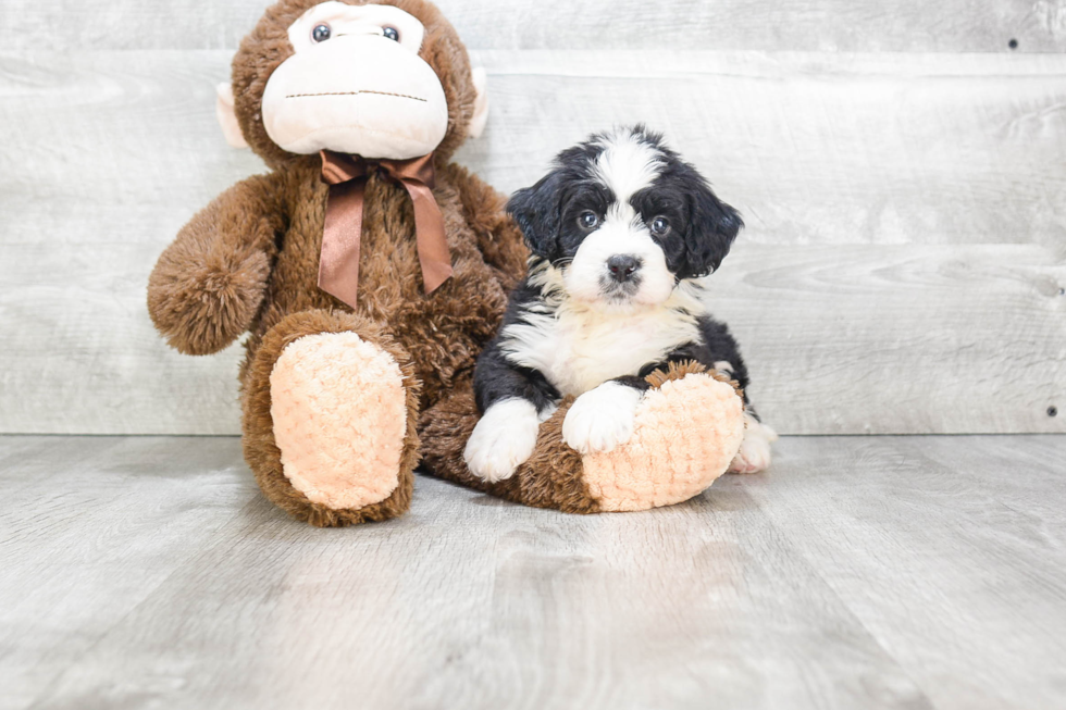 Friendly Mini Bernedoodle Baby