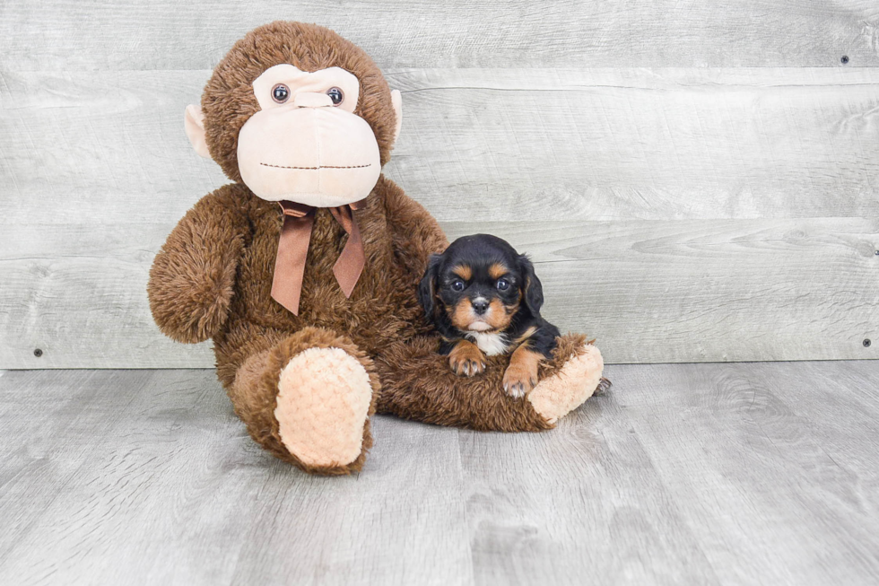 Energetic Cavalier King Charles Spaniel Purebred Puppy