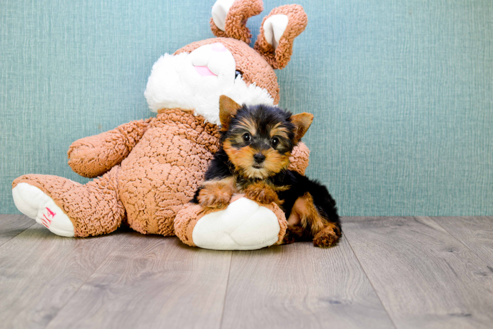 Meet Rocky - our Yorkshire Terrier Puppy Photo 