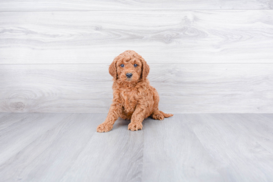 Funny Mini Goldendoodle Poodle Mix Pup