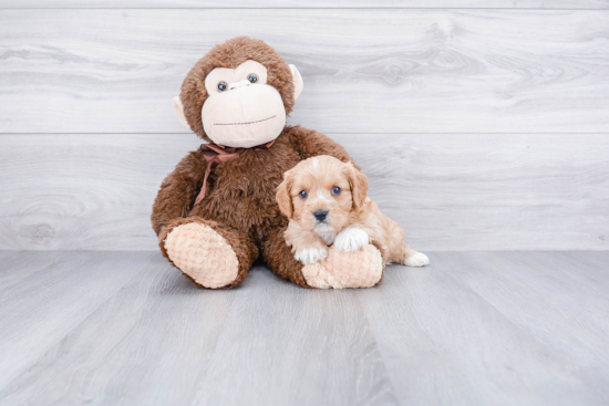 Sweet Cavapoo Baby