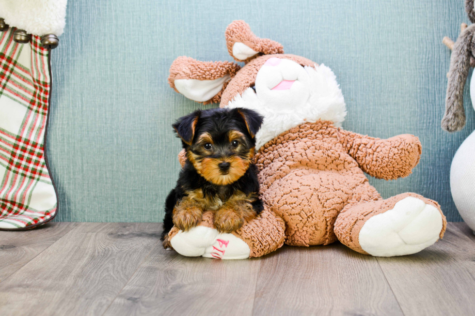 Meet Rascal - our Yorkshire Terrier Puppy Photo 