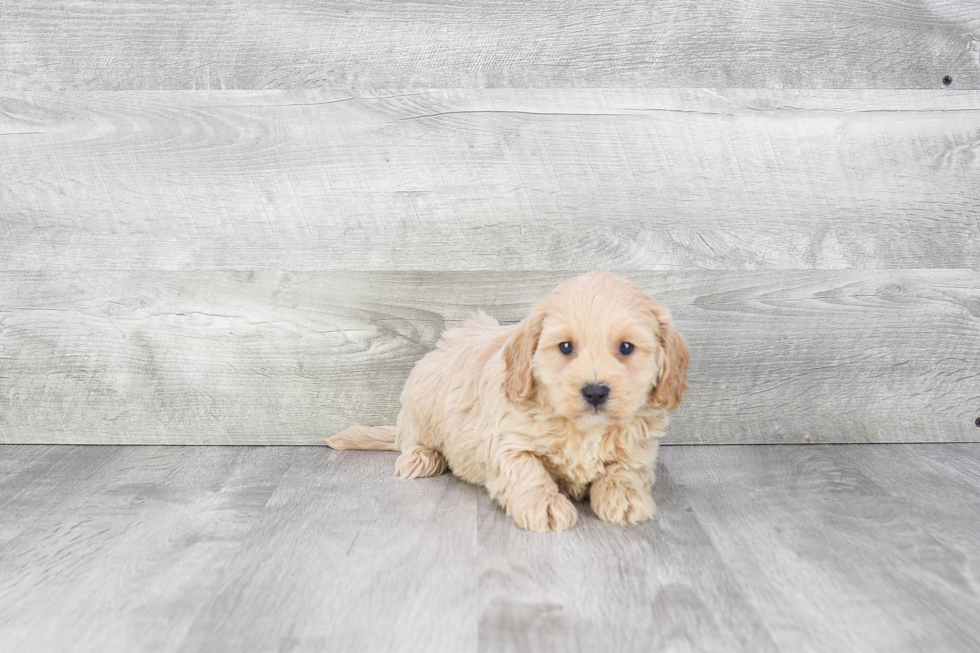 Little Cavoodle Poodle Mix Puppy