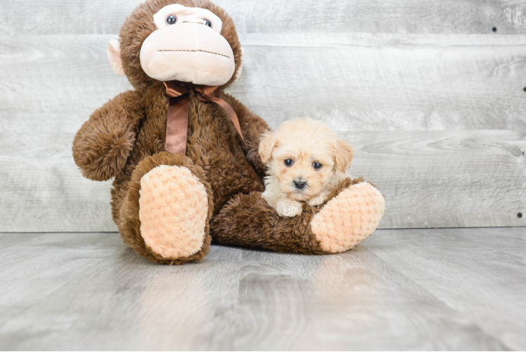 Fluffy Maltipoo Poodle Mix Pup