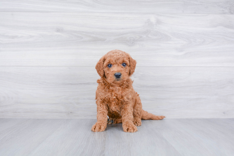 Mini Goldendoodle Puppy for Adoption