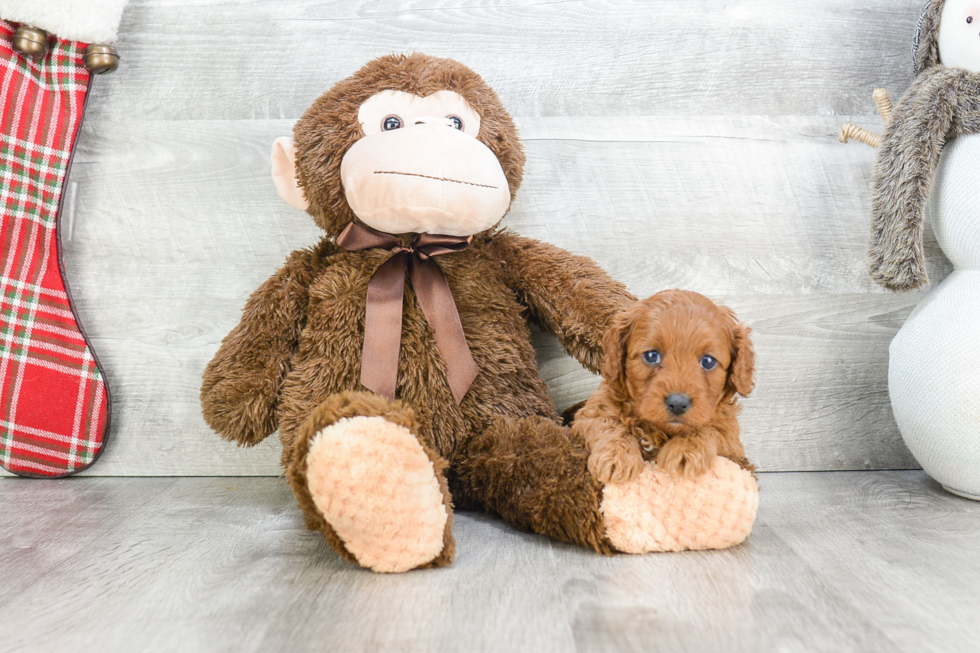 Adorable Cavoodle Poodle Mix Puppy