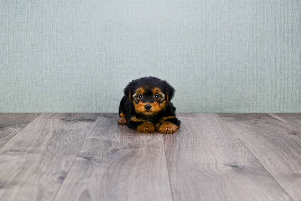 Meet Nugget - our Yorkshire Terrier Puppy Photo 