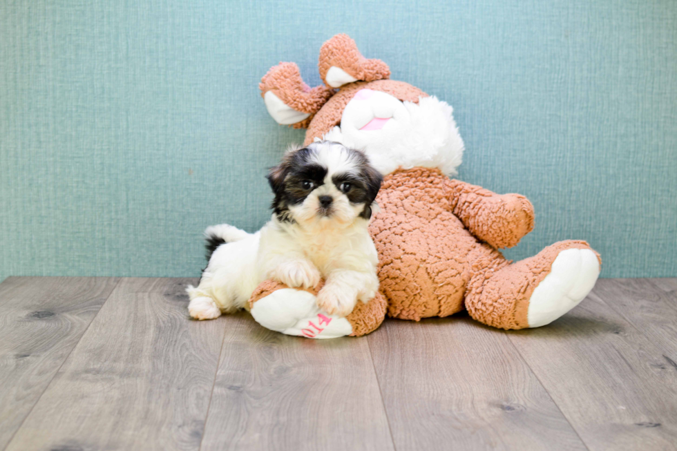 Petite Teddy Bear Designer Pup