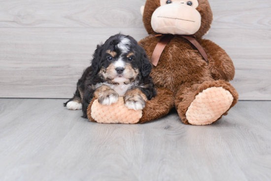 Mini Bernedoodle Puppy for Adoption