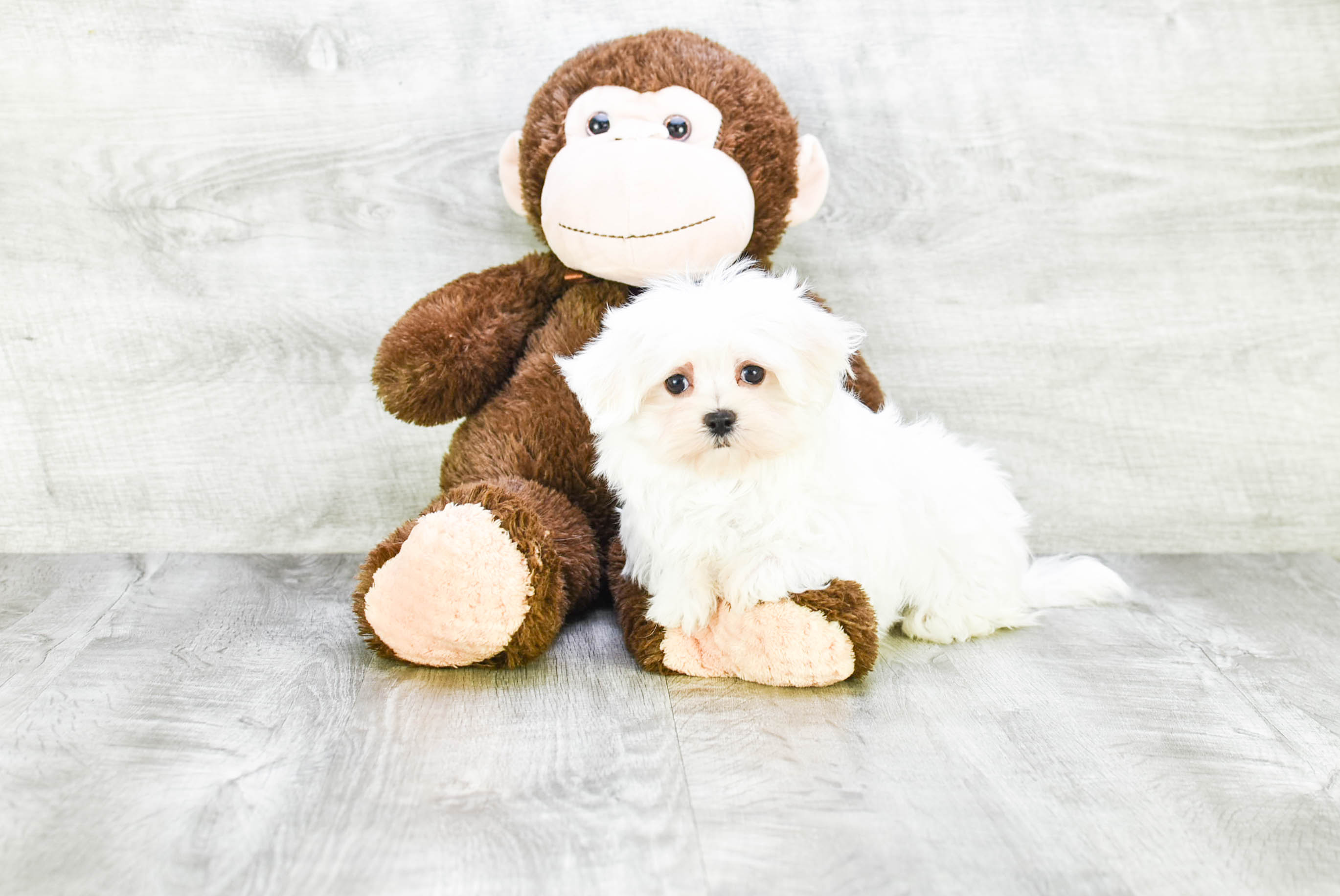 Maltese Pup Being Cute
