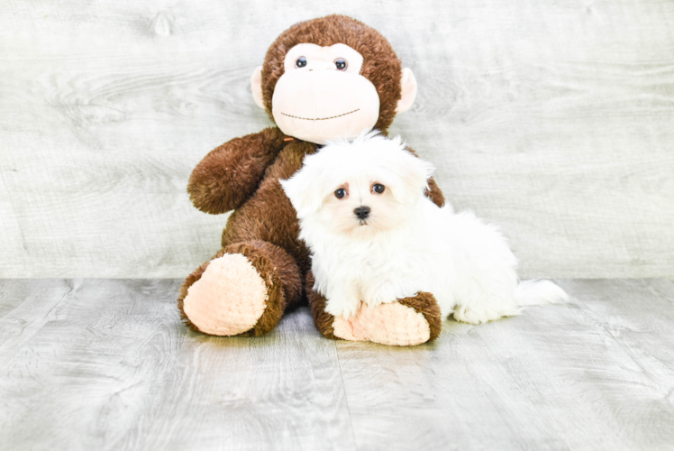 Maltese Pup Being Cute