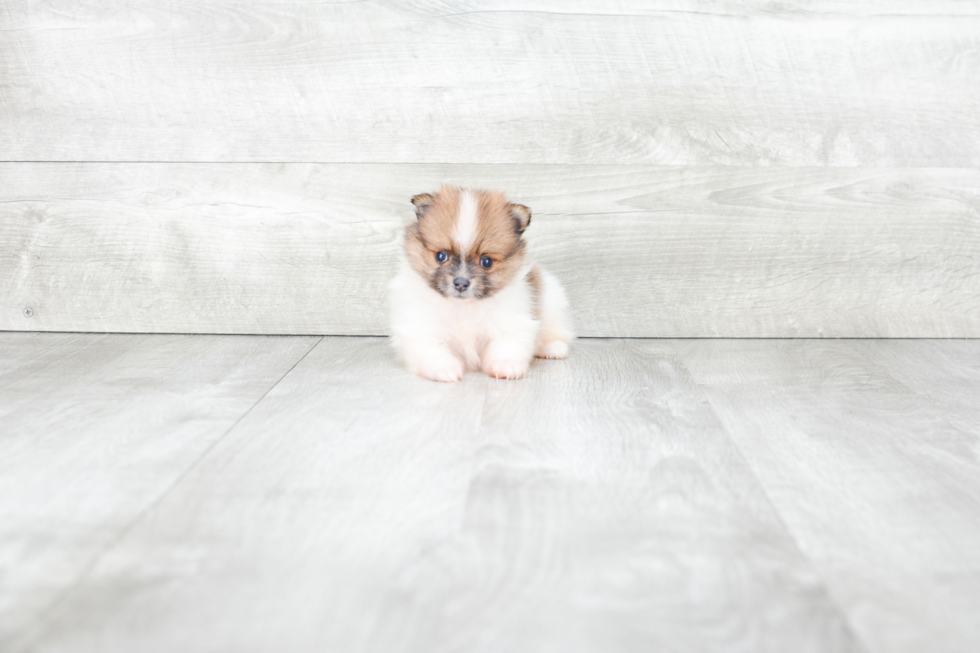 Pomeranian Pup Being Cute