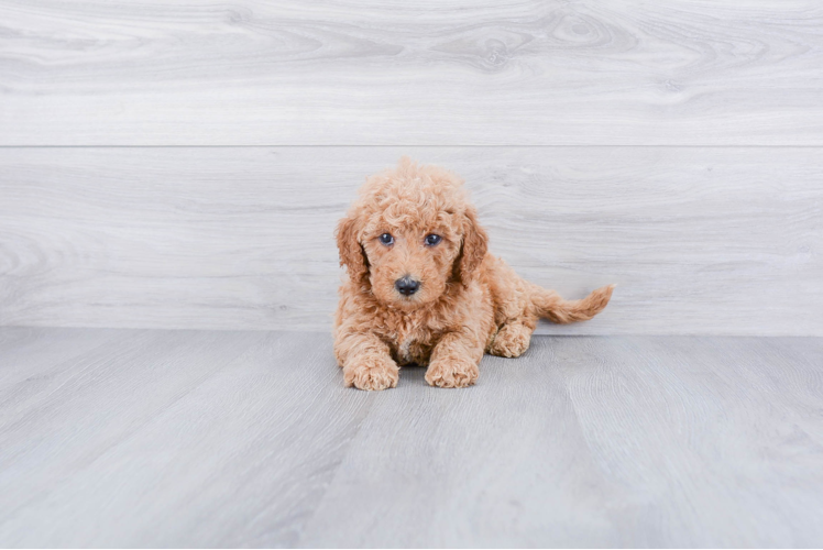 Little Golden Retriever Poodle Mix Puppy