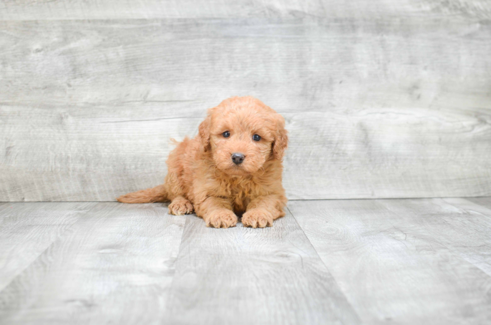 Mini Goldendoodle Puppy for Adoption