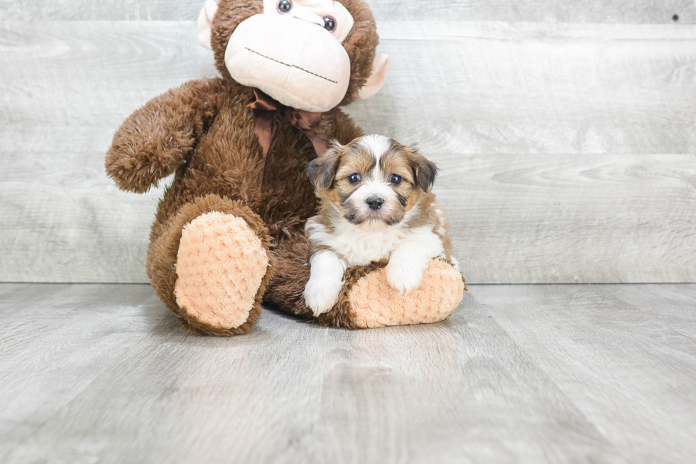 Smart Teddy Bear Designer Pup