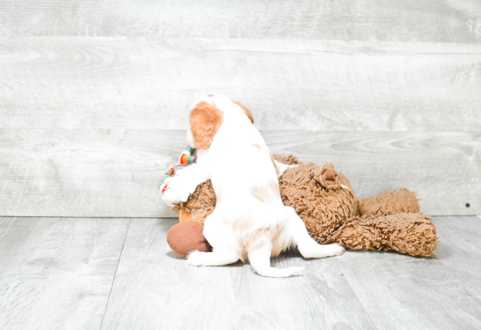 Cavalier King Charles Spaniel Puppy for Adoption