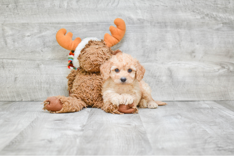 Cavapoo Pup Being Cute