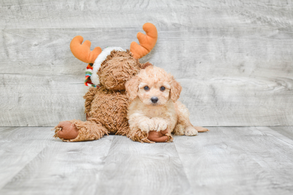 Cavapoo Pup Being Cute