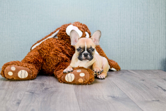 Cute Frenchie Purebred Puppy