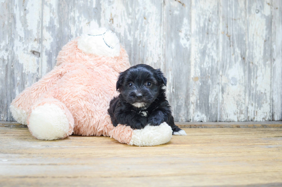 Morkie Pup Being Cute