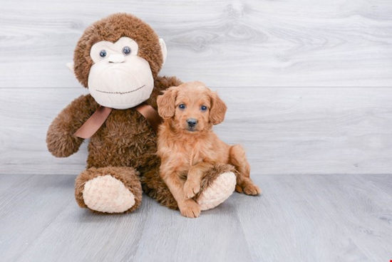 Best Mini Goldendoodle Baby