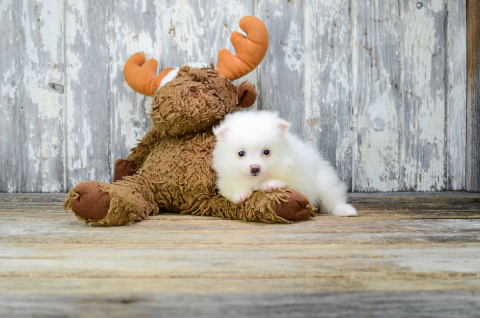 Pomeranian Pup Being Cute