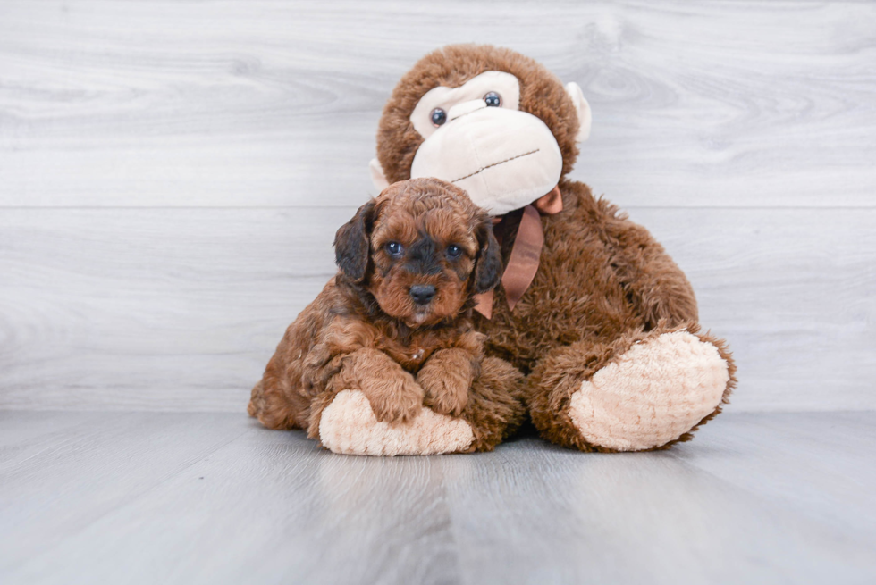 Best Cavapoo Baby