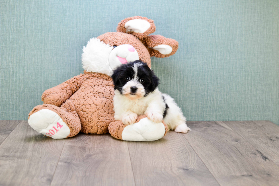 Havanese Puppy for Adoption