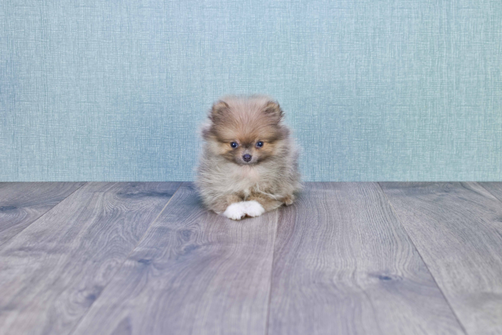 Little Pomeranian Baby