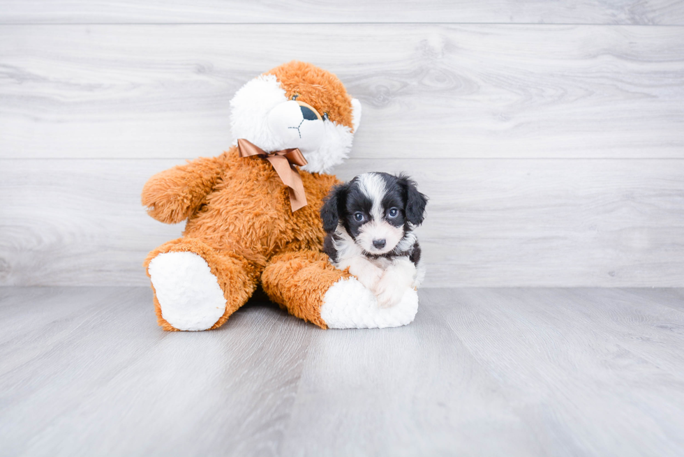 Mini Aussiedoodle Puppy for Adoption