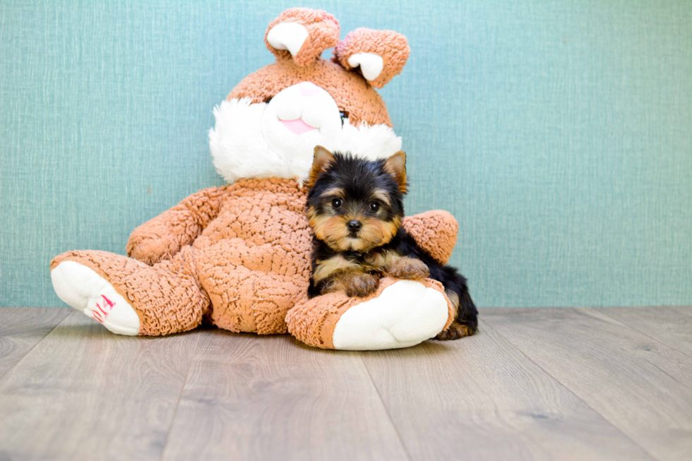 Meet Zoro - our Yorkshire Terrier Puppy Photo 