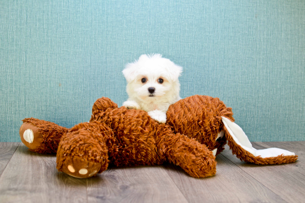 Best Maltese Baby