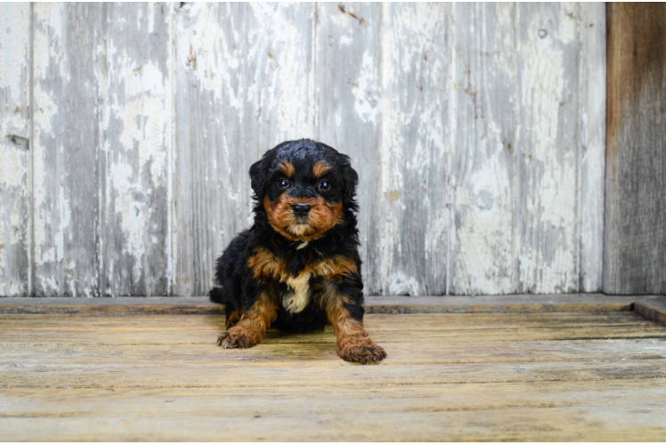 Best Mini Bernedoodle Baby