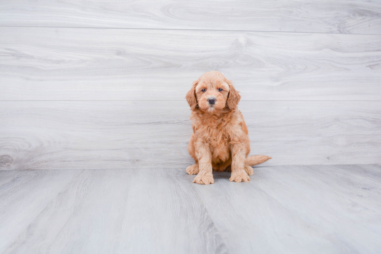 Smart Mini Goldendoodle Poodle Mix Pup