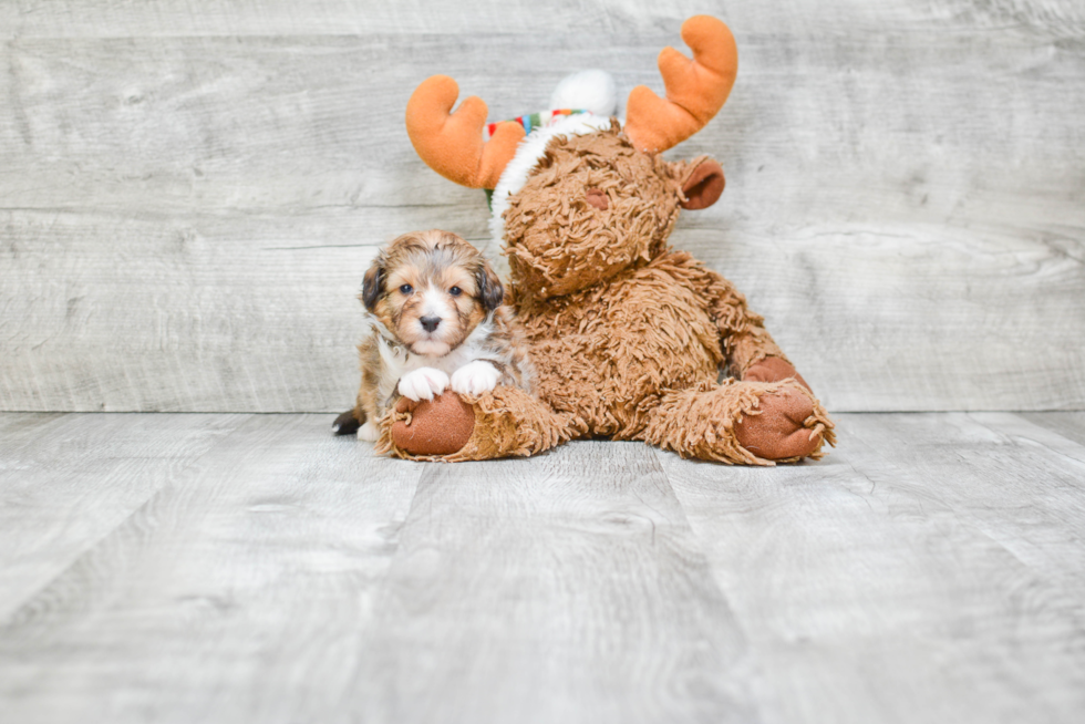 Mini Sheltidoodle Pup Being Cute